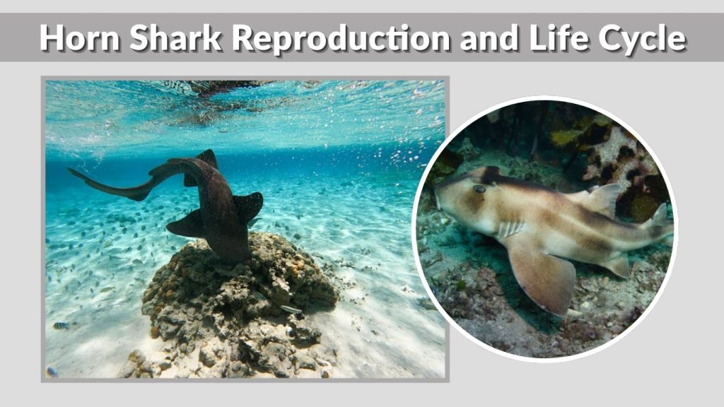 Horn Shark Reproduction and Life Cycle