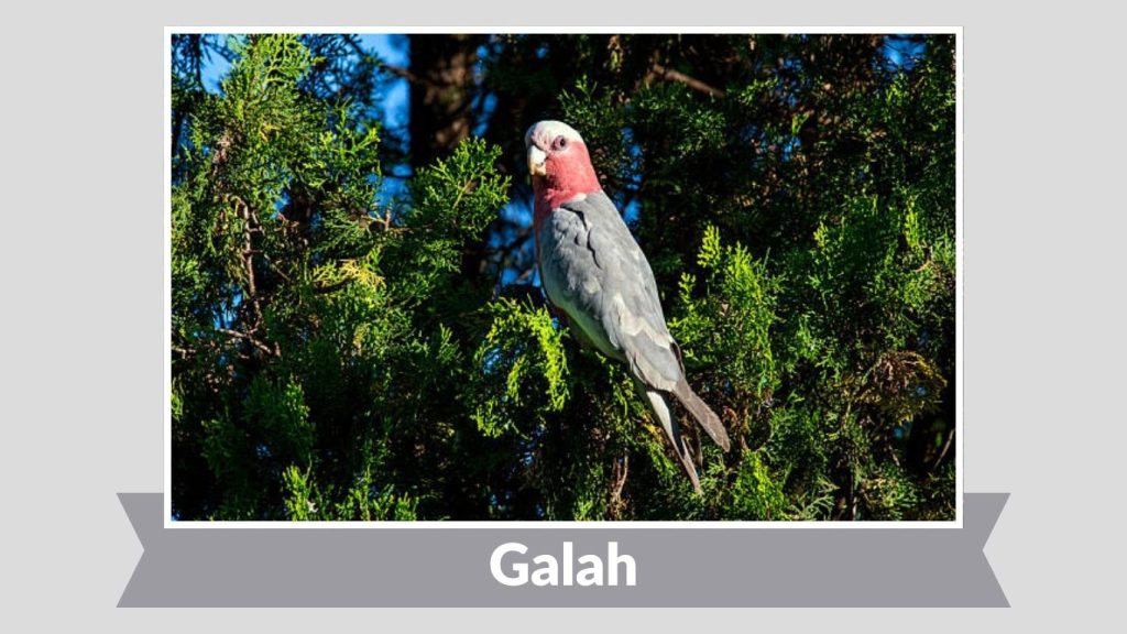 Galah
