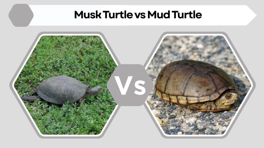 Musk Turtle vs Mud Turtle
