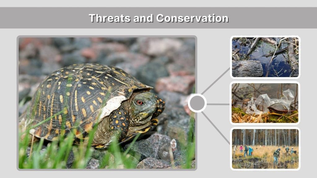 Threats and Conservation