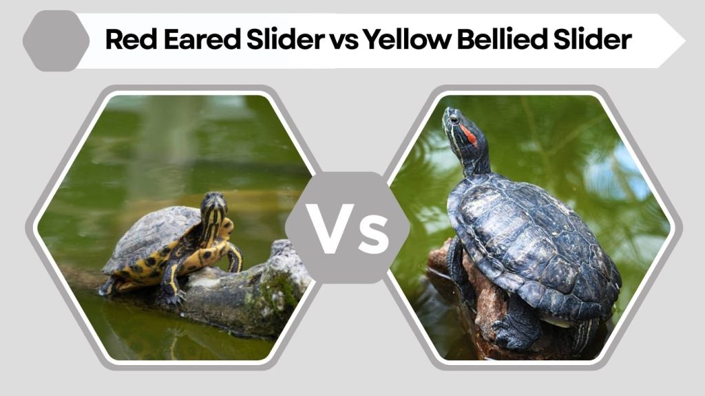 Red Eared Slider vs Yellow Bellied Slider