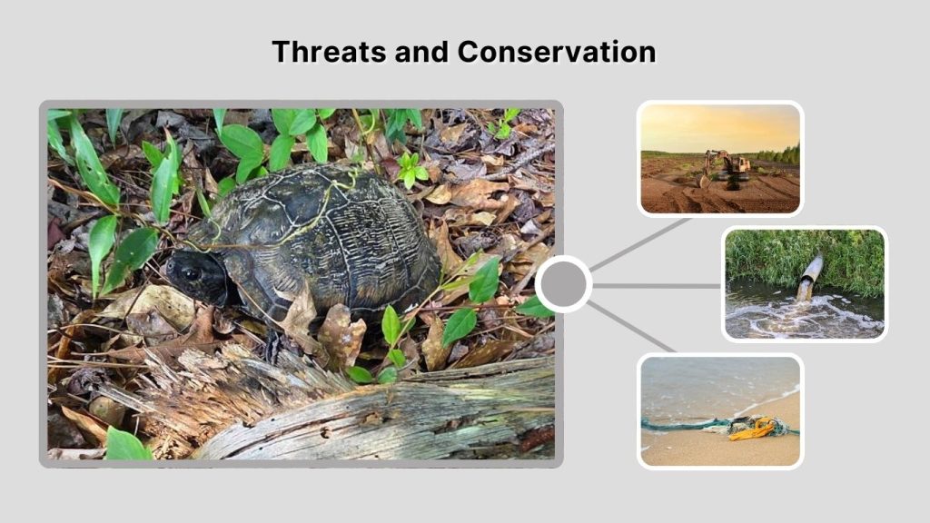 Threats and Conservation