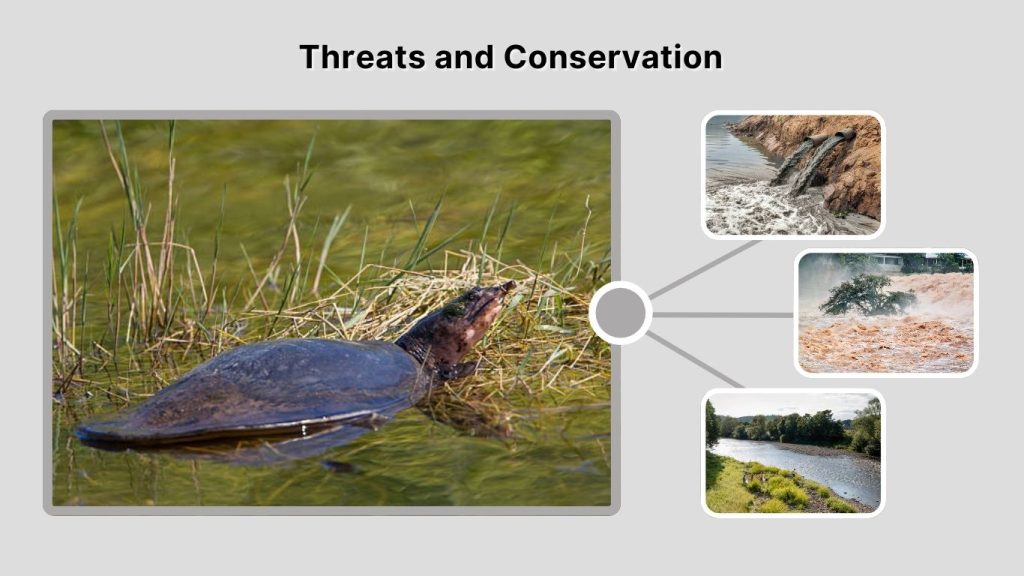Threats and Conservation