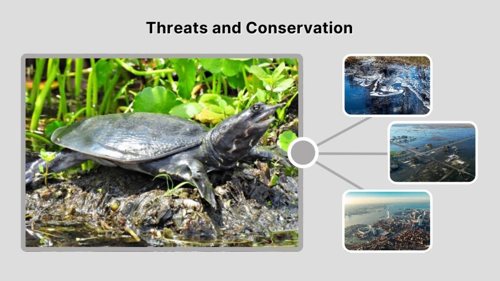 Threats and Conservation