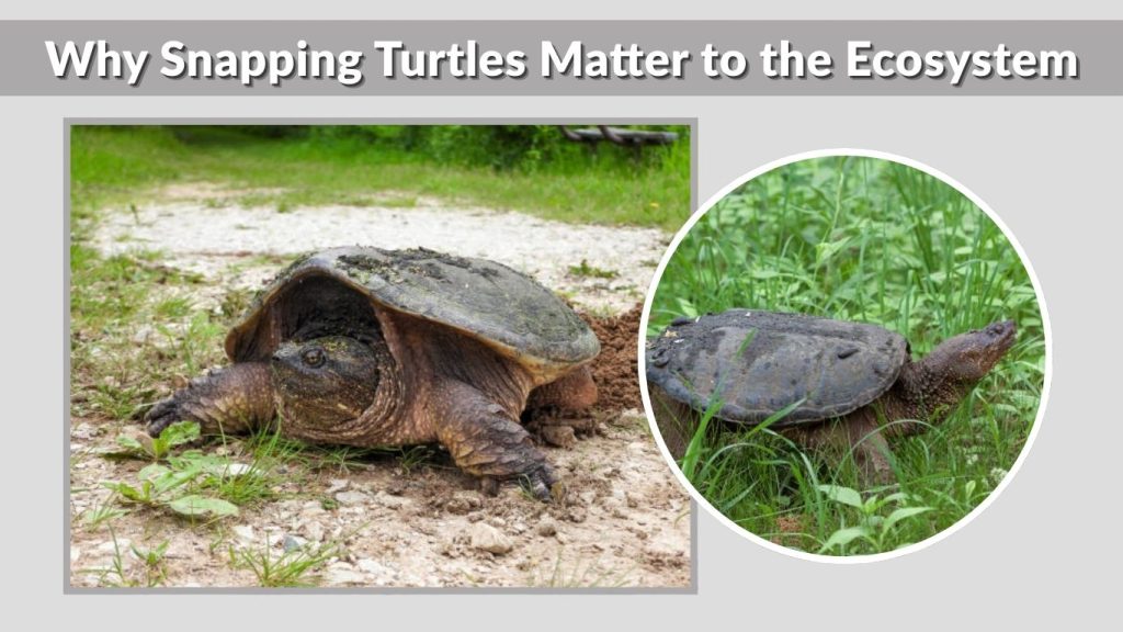 Why Snapping Turtles Matter to the Ecosystem