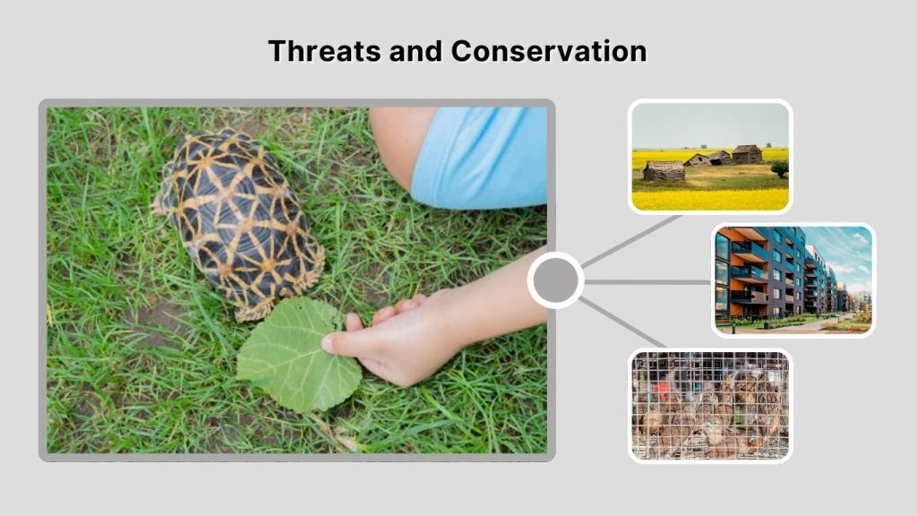 Threats and Conservation