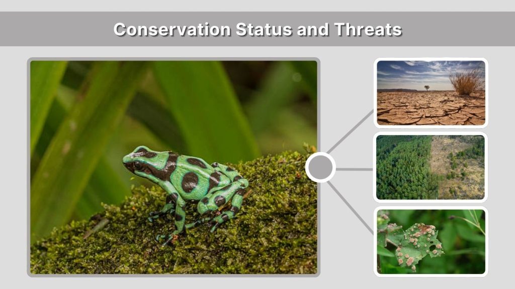 Conservation Status and Threats