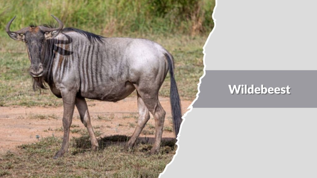 Wildebeest