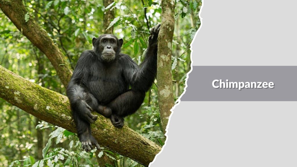 Chimpanzee