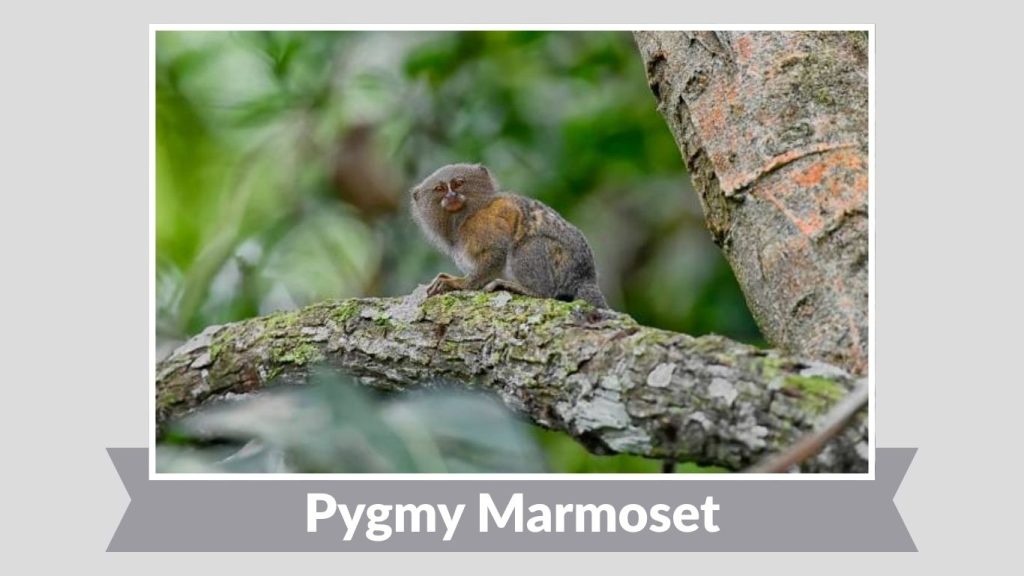Pygmy Marmoset