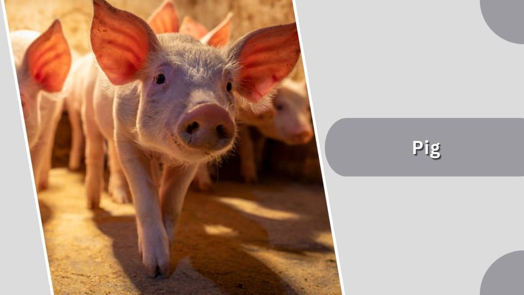 Pig