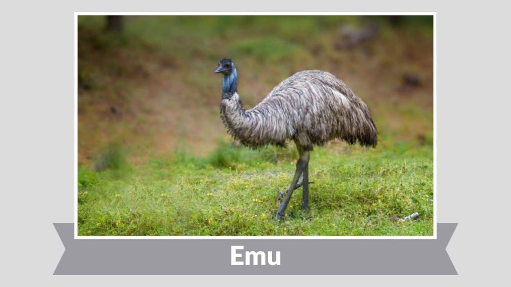 Emu