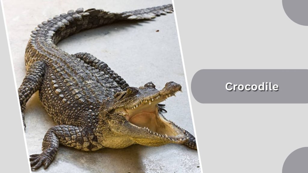 Crocodile