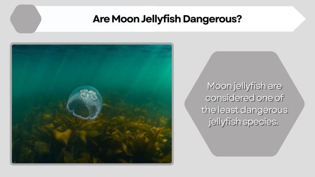 Are Moon Jellyfish Dangerous?