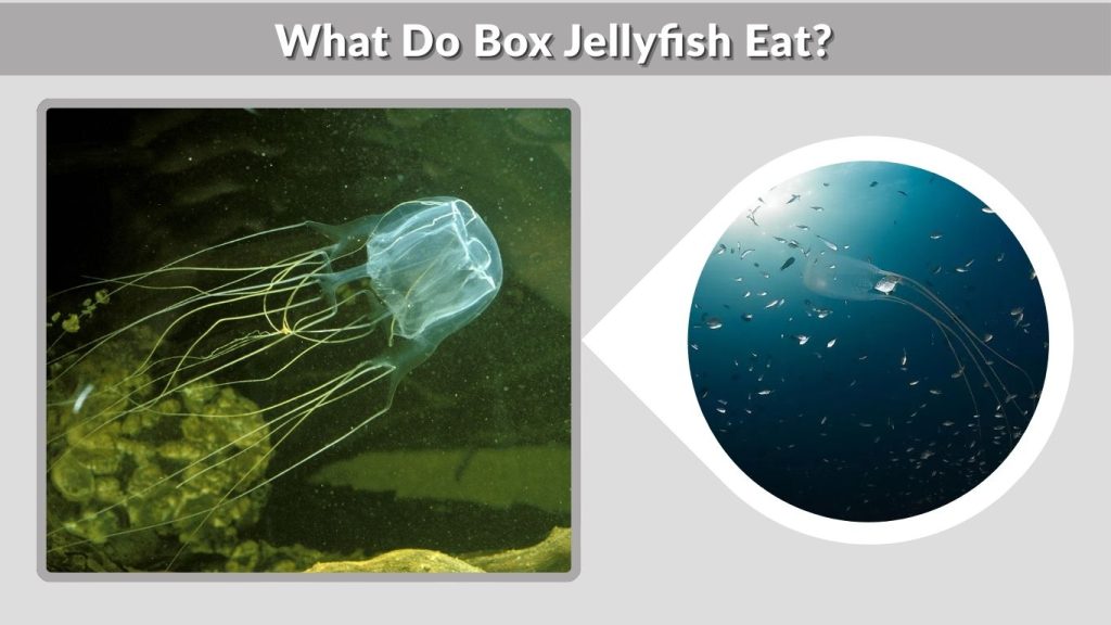 What Do Box Jellyfish Eat?