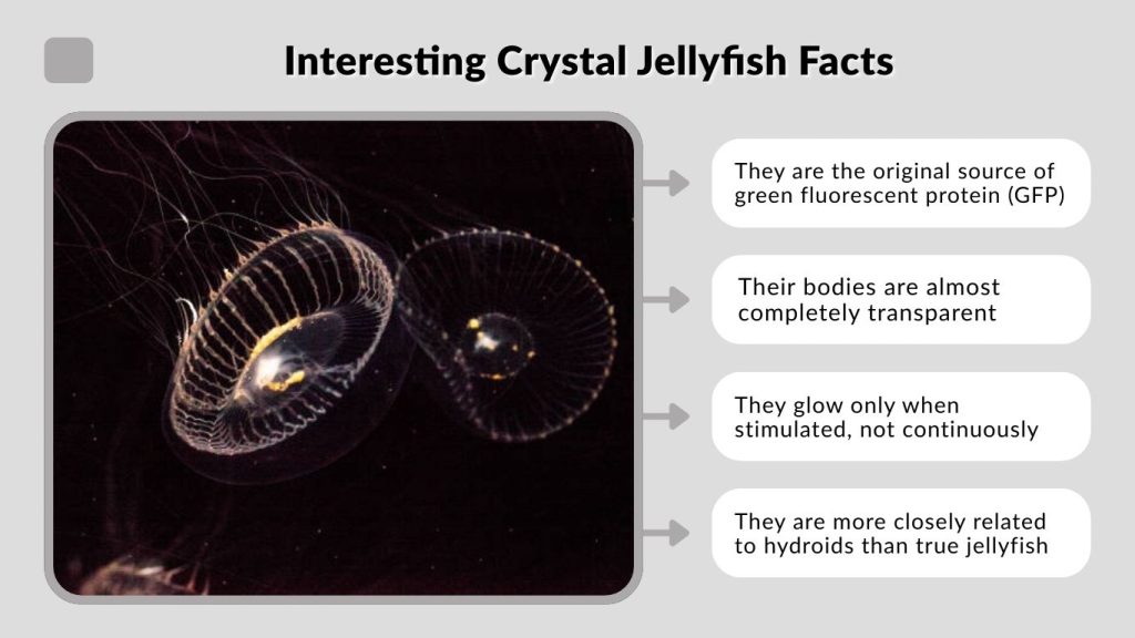 Interesting Crystal Jellyfish Facts