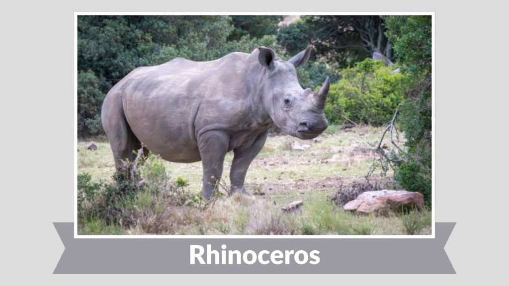Rhinoceros