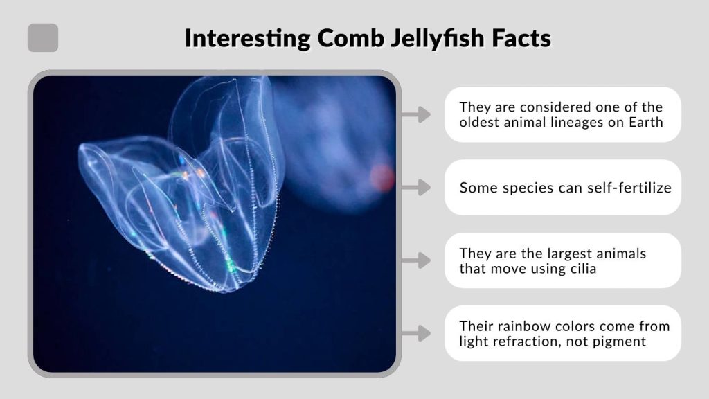 Interesting Comb Jellyfish Facts