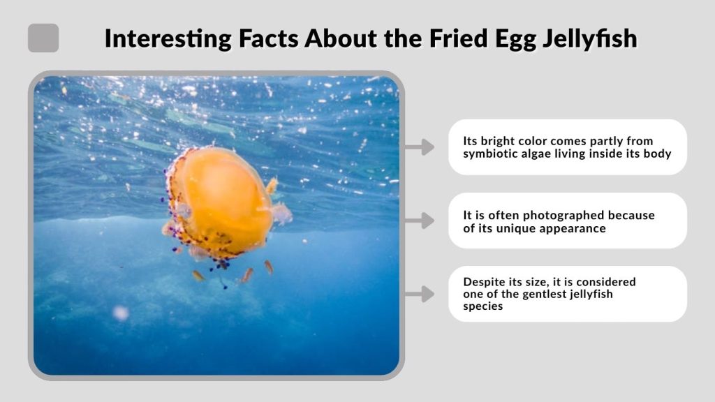 Interesting Facts About the Fried Egg Jellyfish