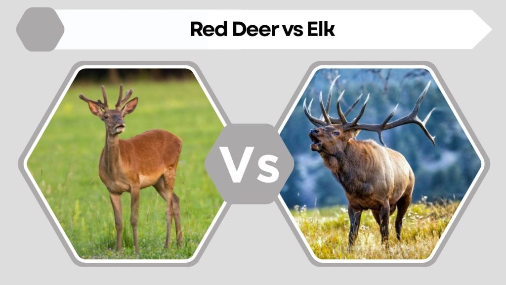 Red Deer vs Elk