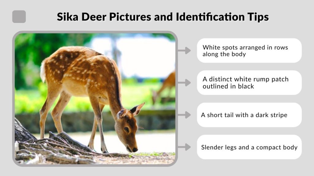 Sika Deer Pictures and Identification Tips