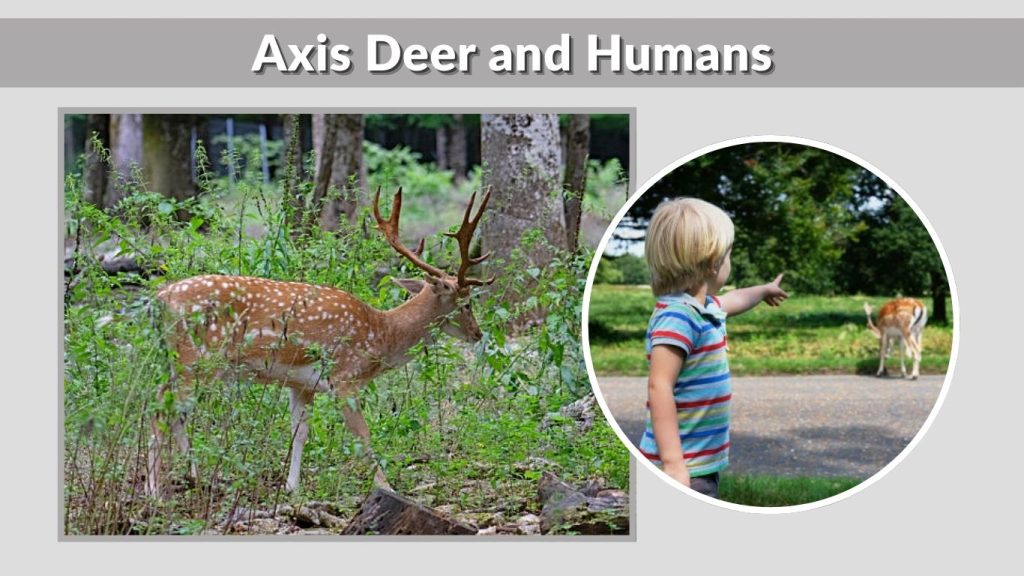 Axis Deer and Humans