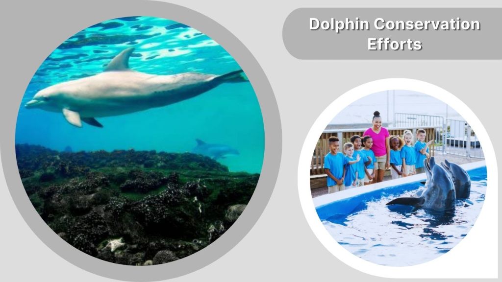Dolphin Conservation Efforts