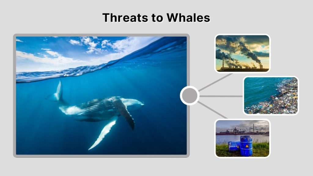 Threats to Whales