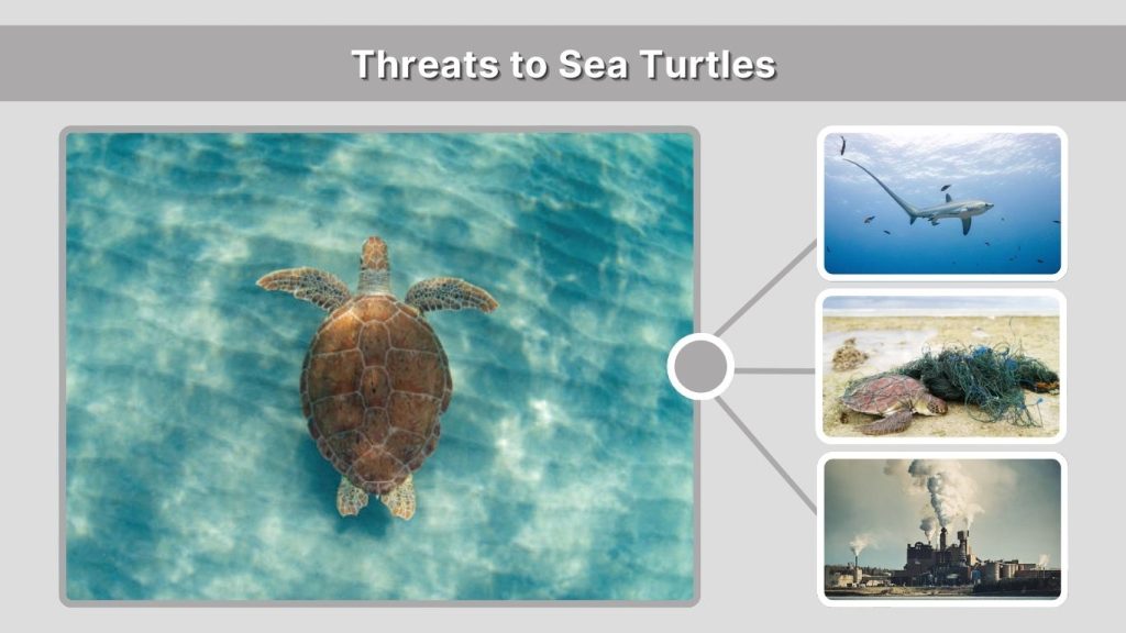 Threats to Sea Turtles
