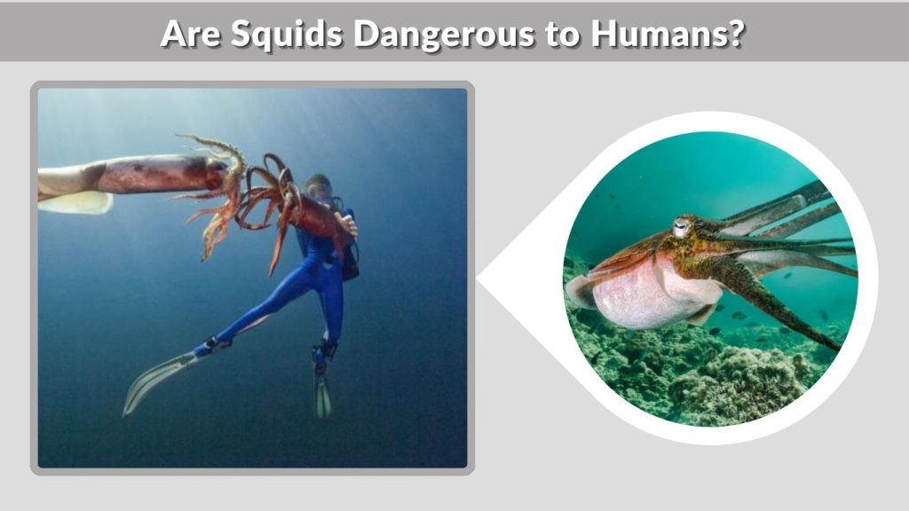 Are Squids Dangerous to Humans?