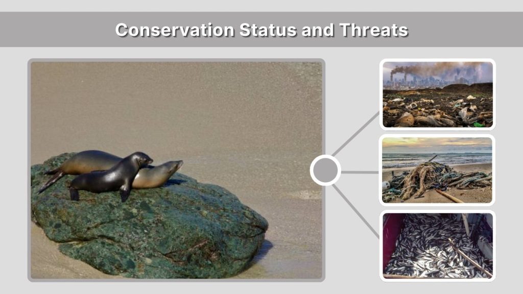 Conservation Status and Threats