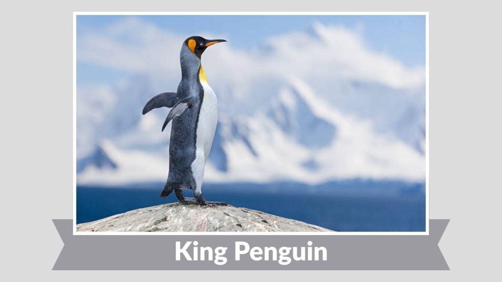 King Penguin