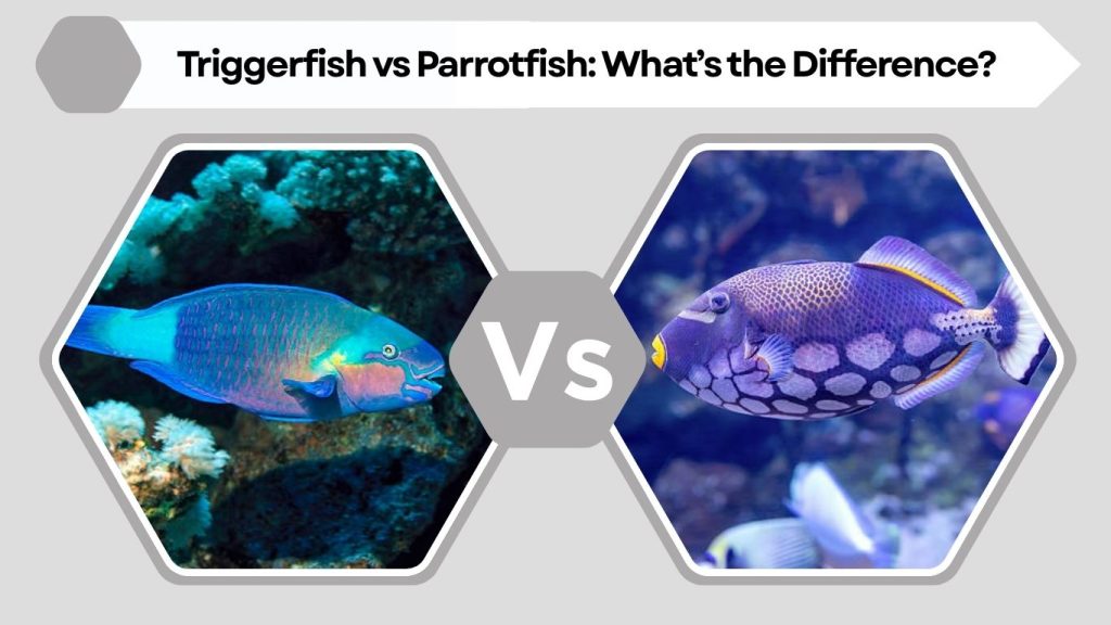 Triggerfish vs Parrotfish: What’s the Difference?