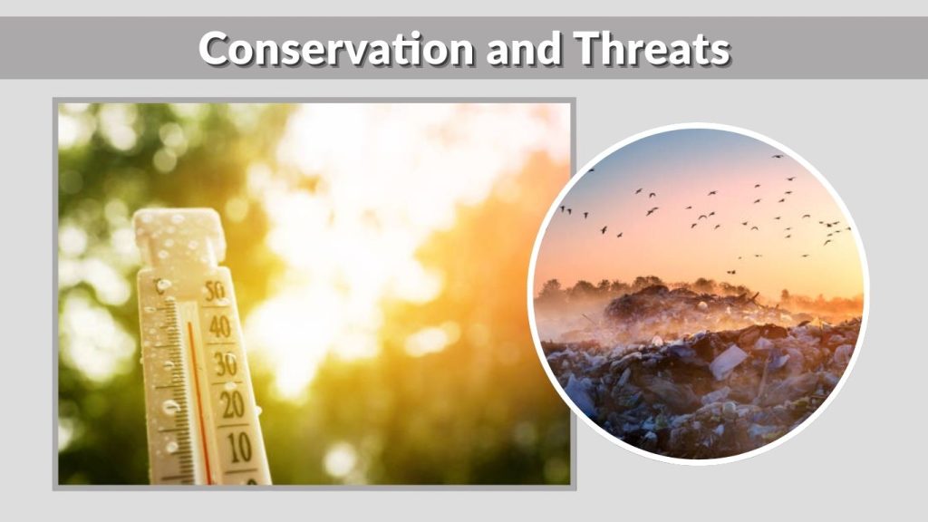 Conservation and Threats