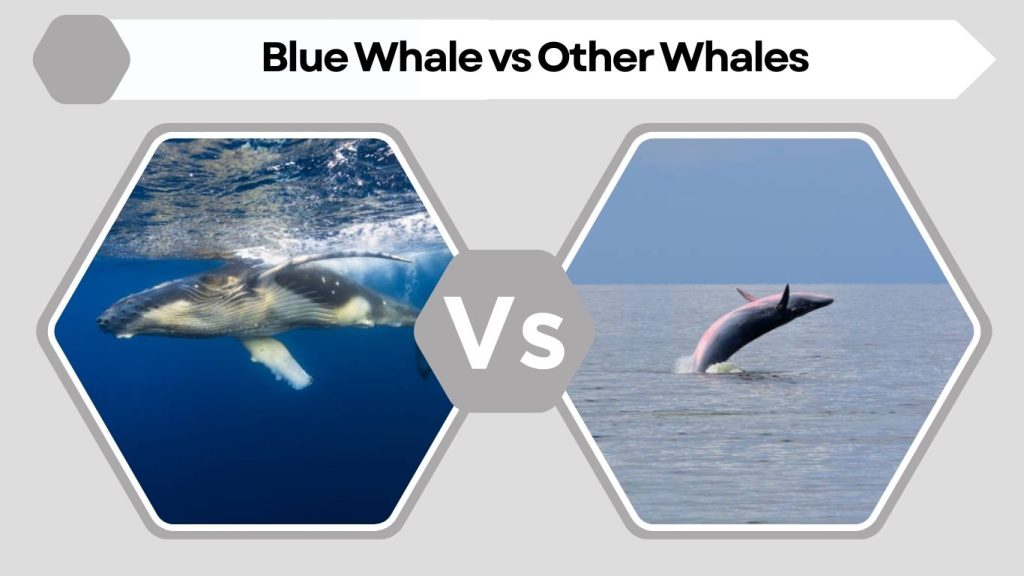 Blue Whale vs Other Whales