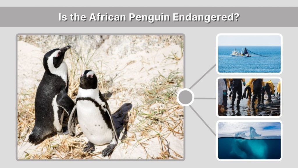 Is the African Penguin Endangered?