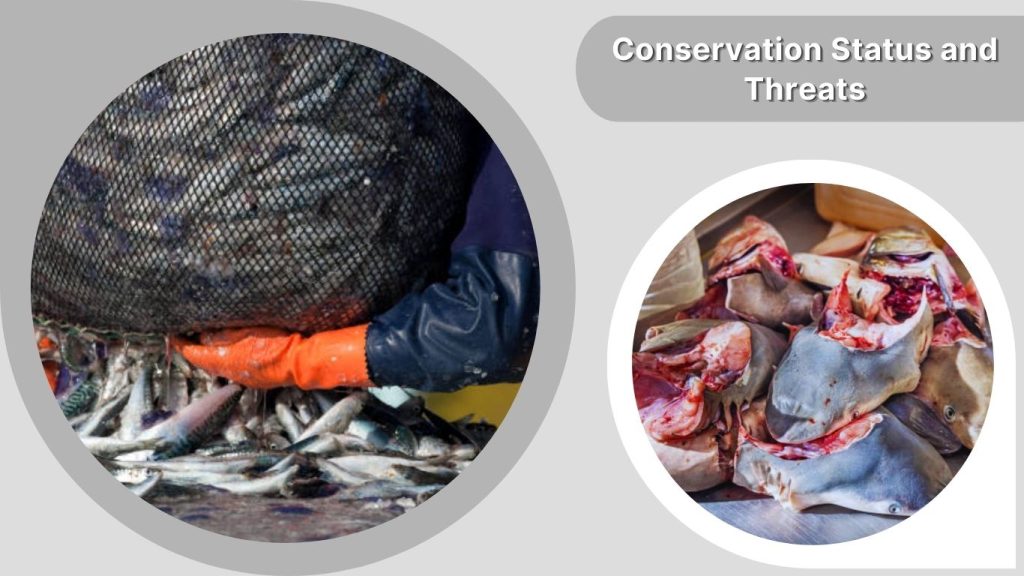 Conservation Status and Threats