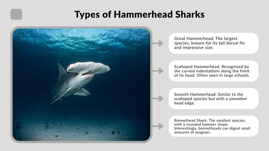 Types of Hammerhead Sharks