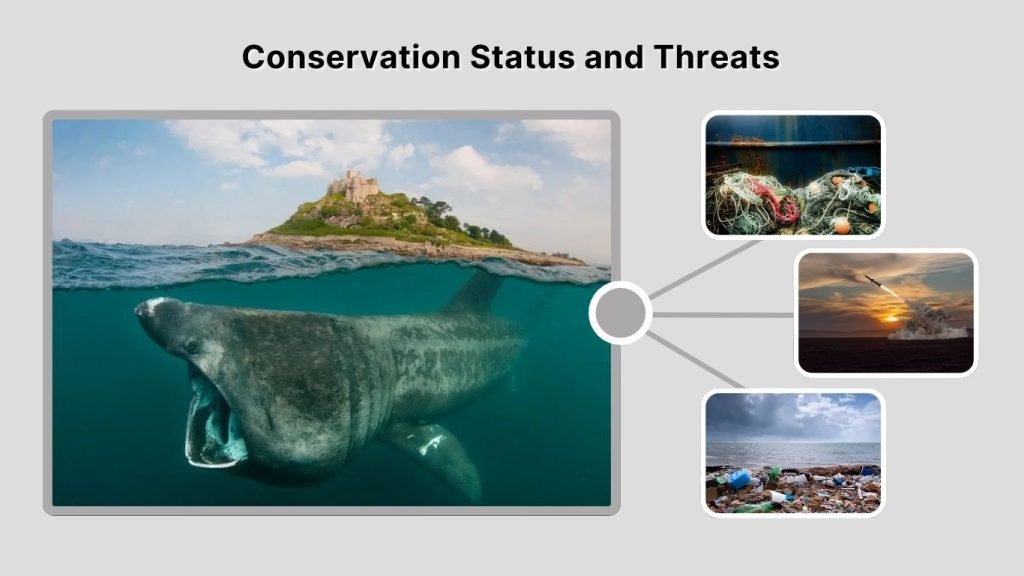 Conservation Status and Threats