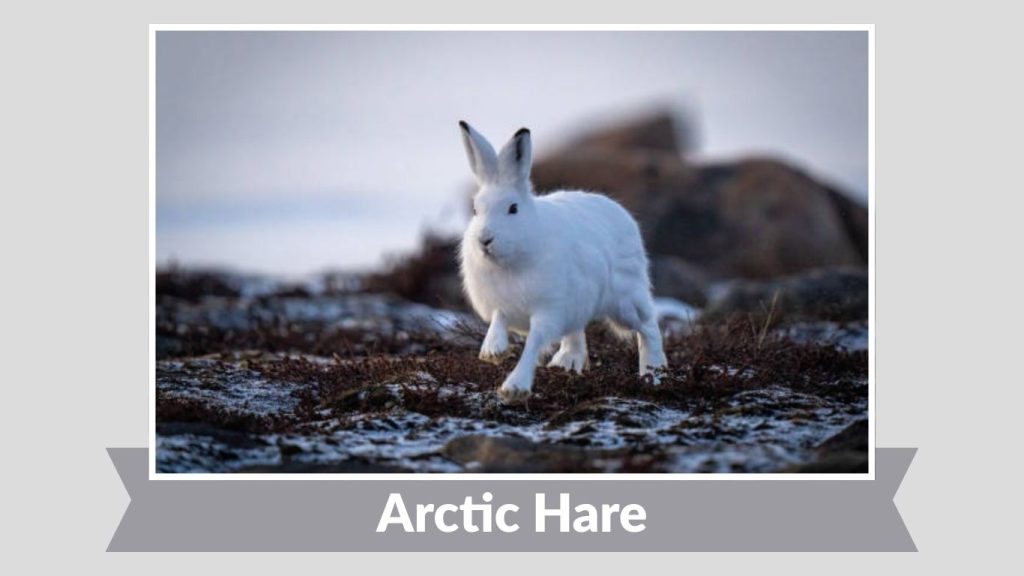 Arctic Hare