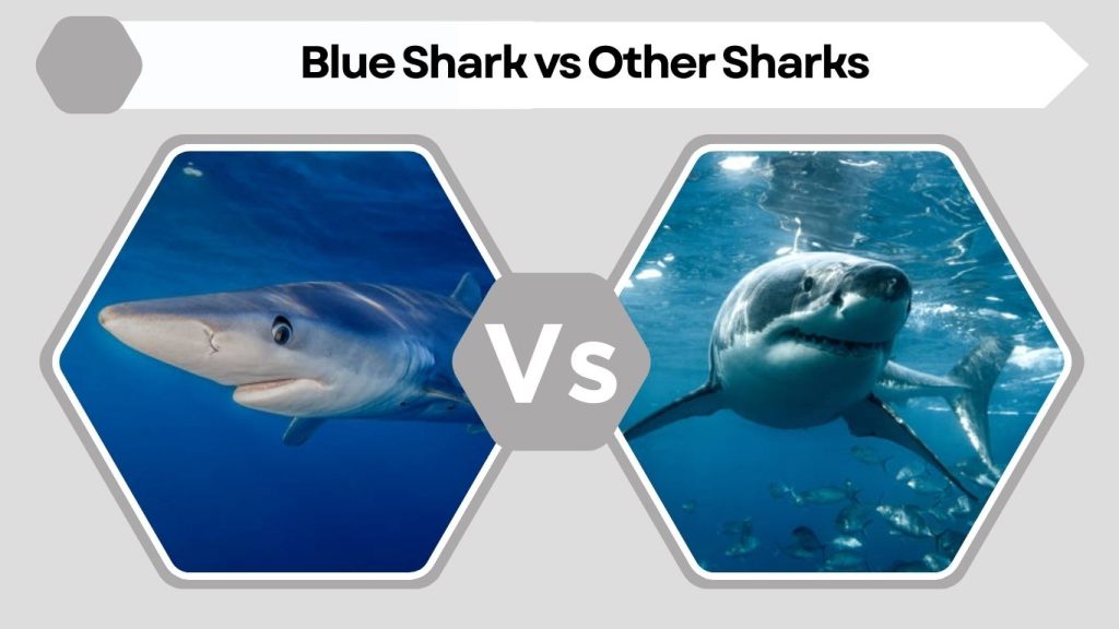 Blue Shark vs Other Sharks