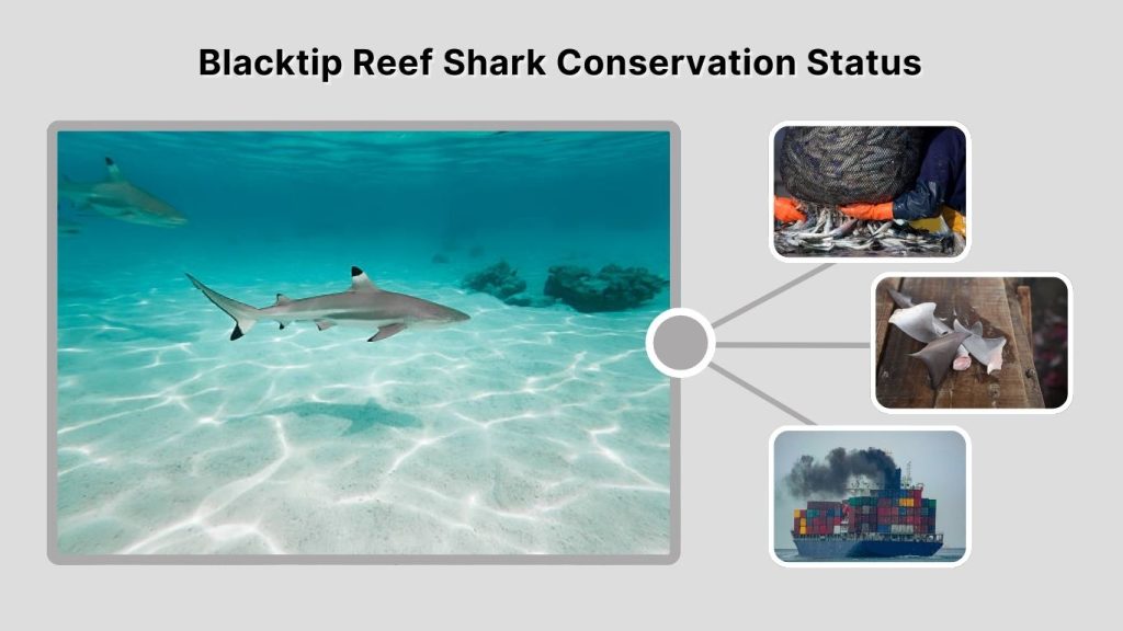 Blacktip Reef Shark Conservation Status