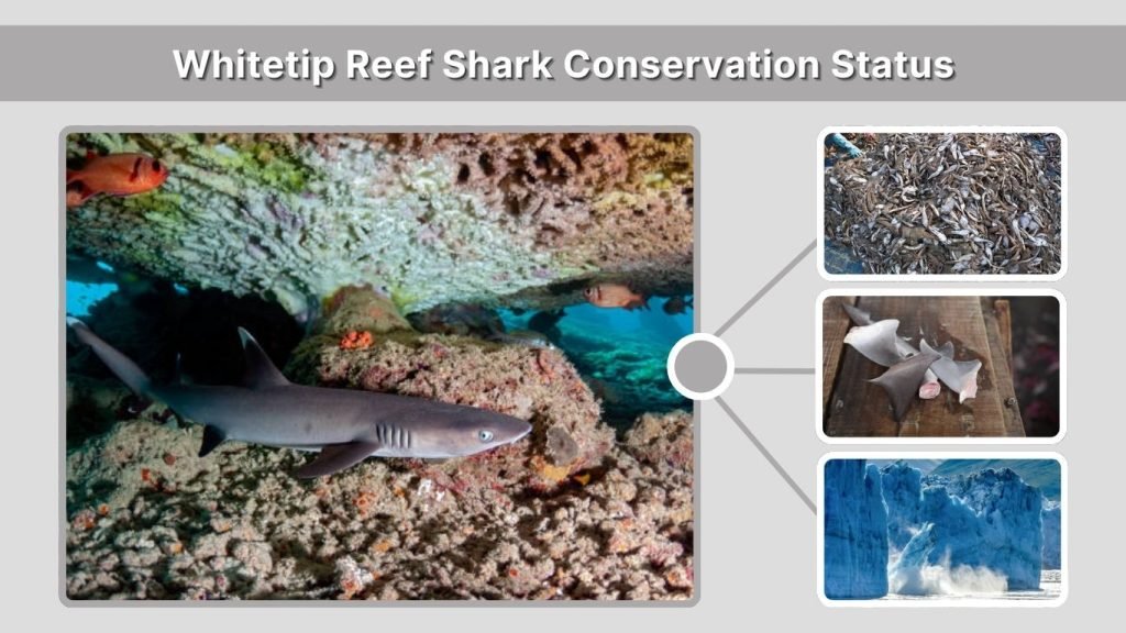 Whitetip Reef Shark Conservation Status