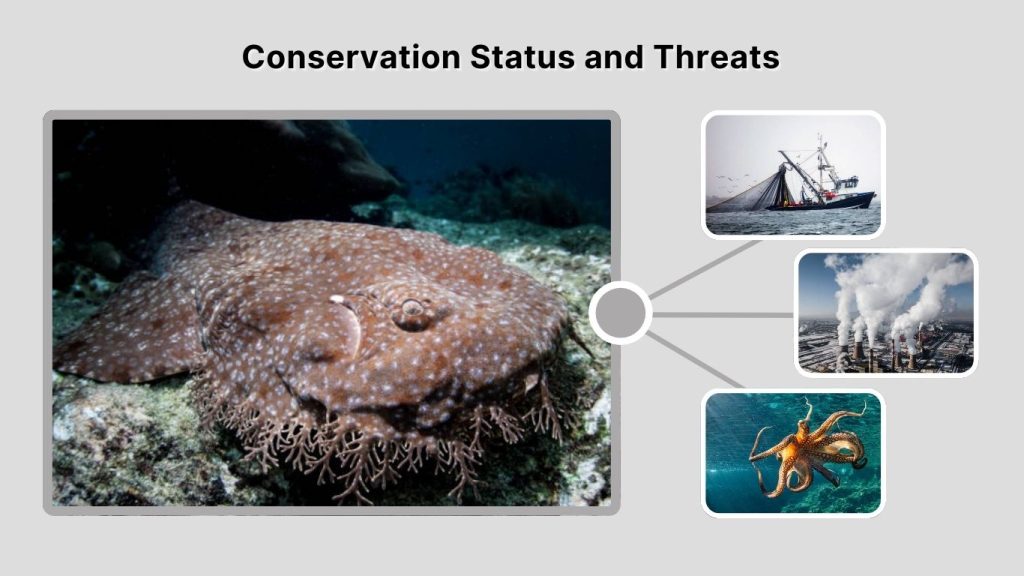 Conservation Status and Threats