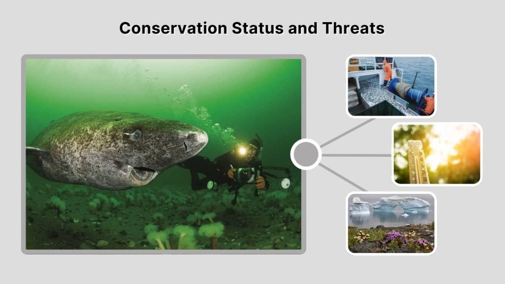 Conservation Status and Threats