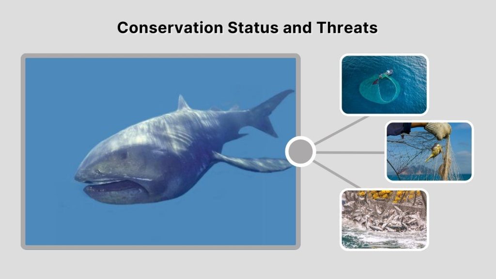 Conservation Status and Threats