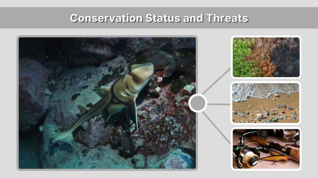 Conservation Status and Threats