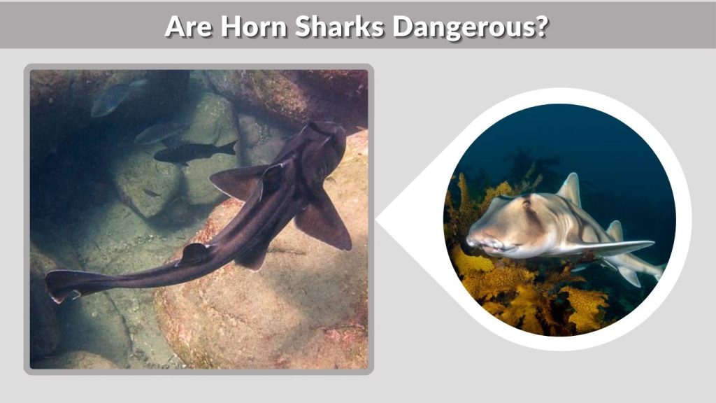 Are Horn Sharks Dangerous?