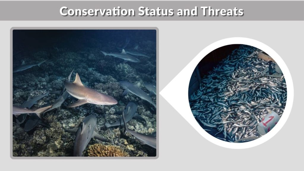 Conservation Status and Threats