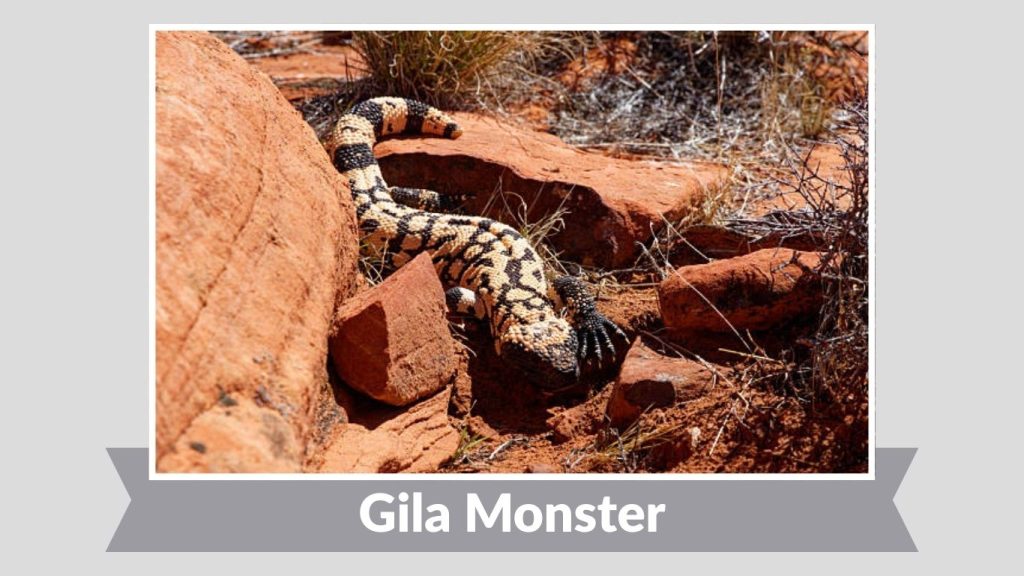 Gila Monster